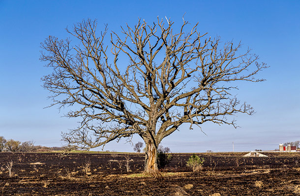 How To Save A Dying Tree From Lack Of Water How To Save A Dying Tree