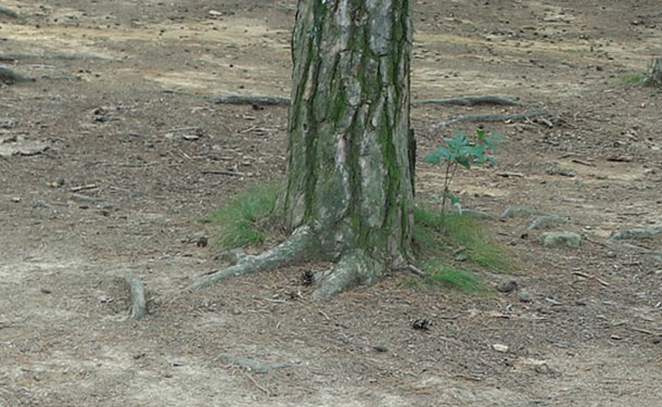 Soil Compaction Solutions The Tree Care Guide