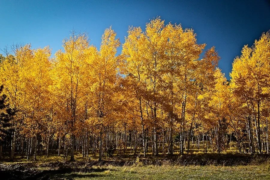 Quaking Aspen For Sale Online The Tree Center