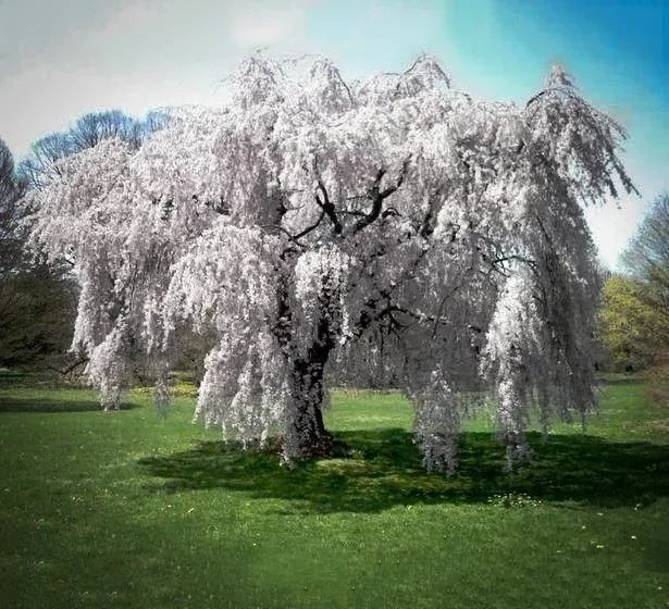 Buy White Weeping Cherry Trees | The Tree Center