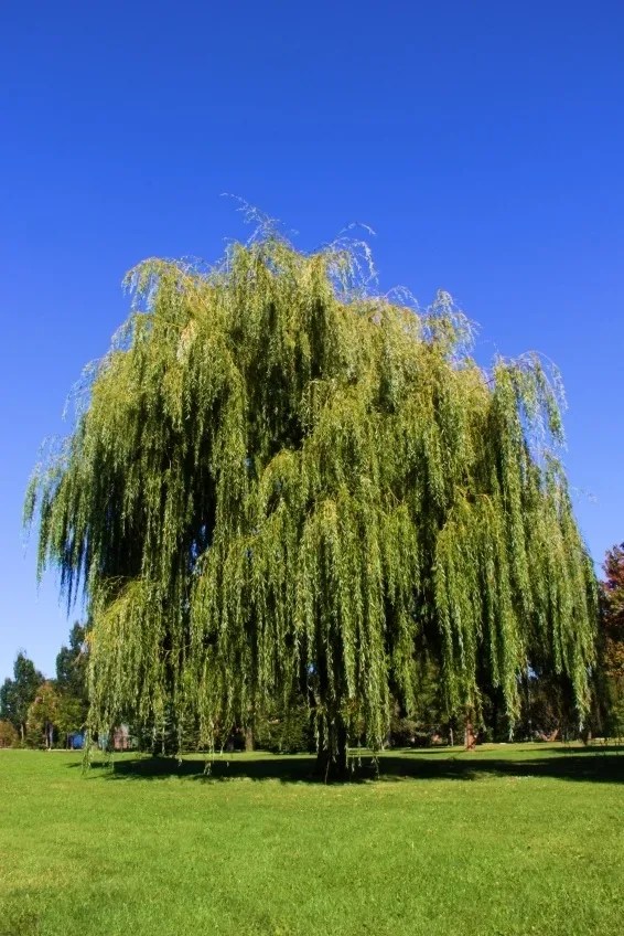 Buy Weeping Willow Trees Online The Tree Center