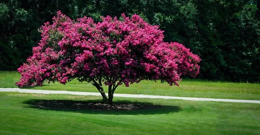 Crepe Myrtle, Crepe Myrtle Trees | The Tree Center™