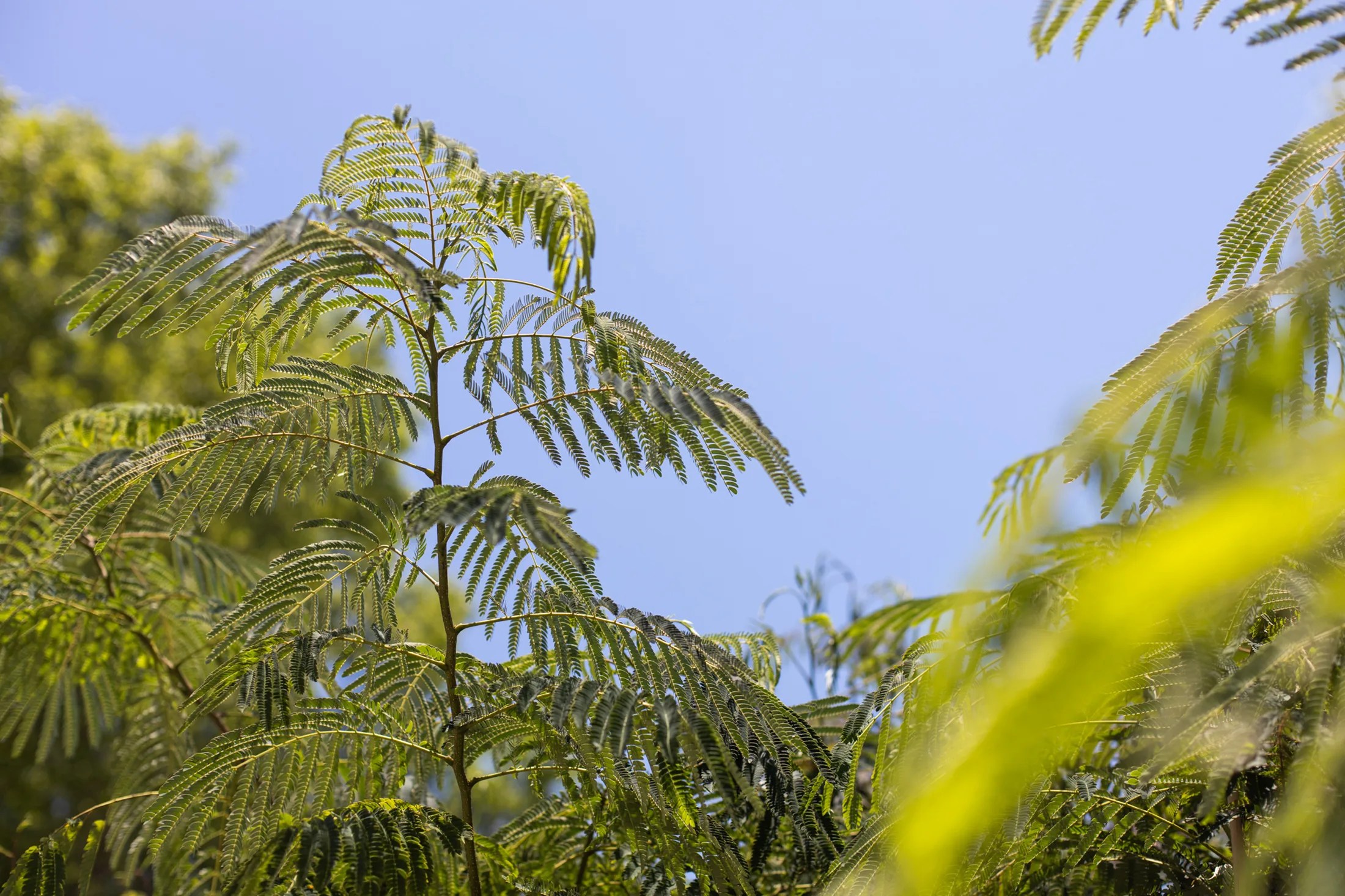 The Mimosa Tree Complete Guide | How to Grow & Care for Mimosa Trees