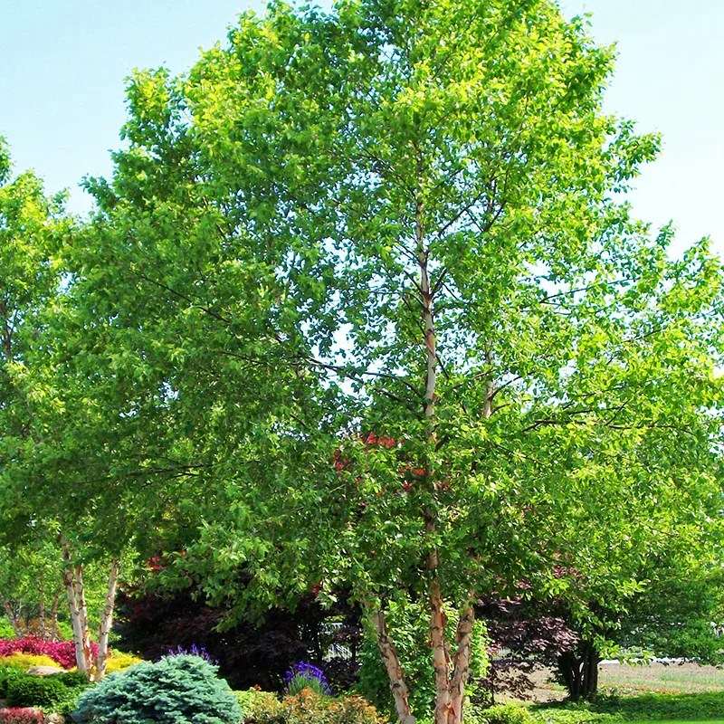 River Birch For Sale Online The Tree Center