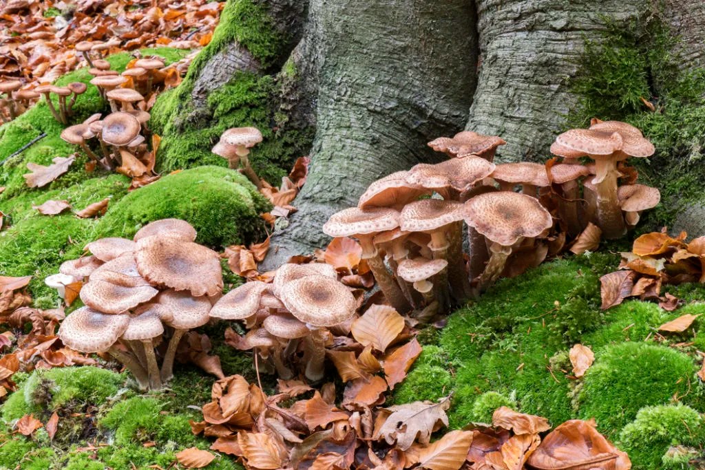Common Types of Tree Fungus Learn to Identify Tree Fungus