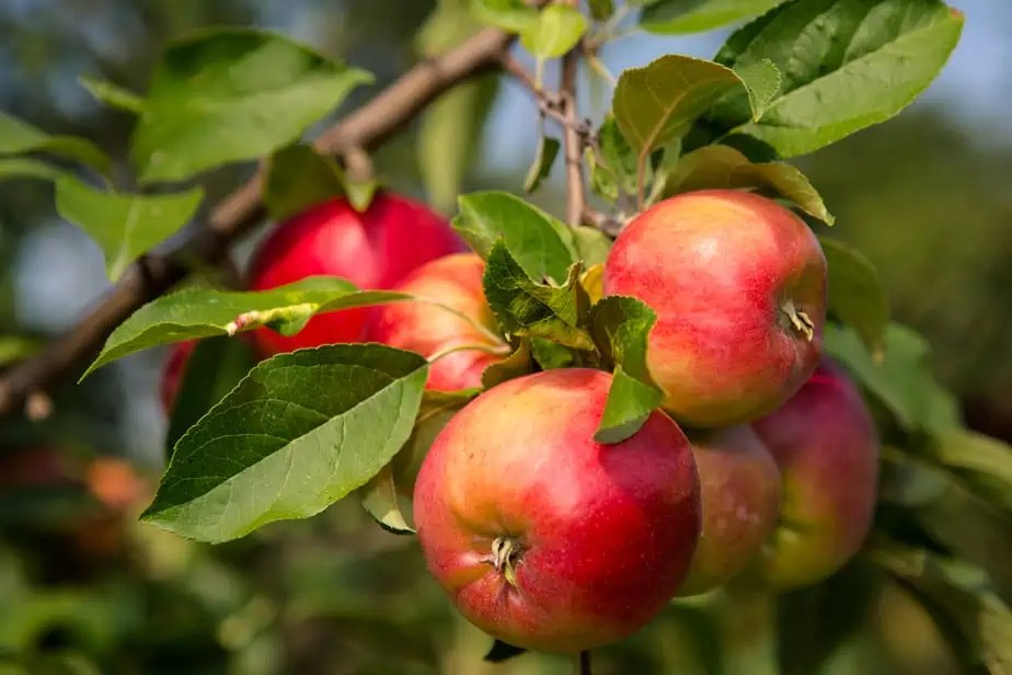 How To Grow Apple Trees The Tree Center