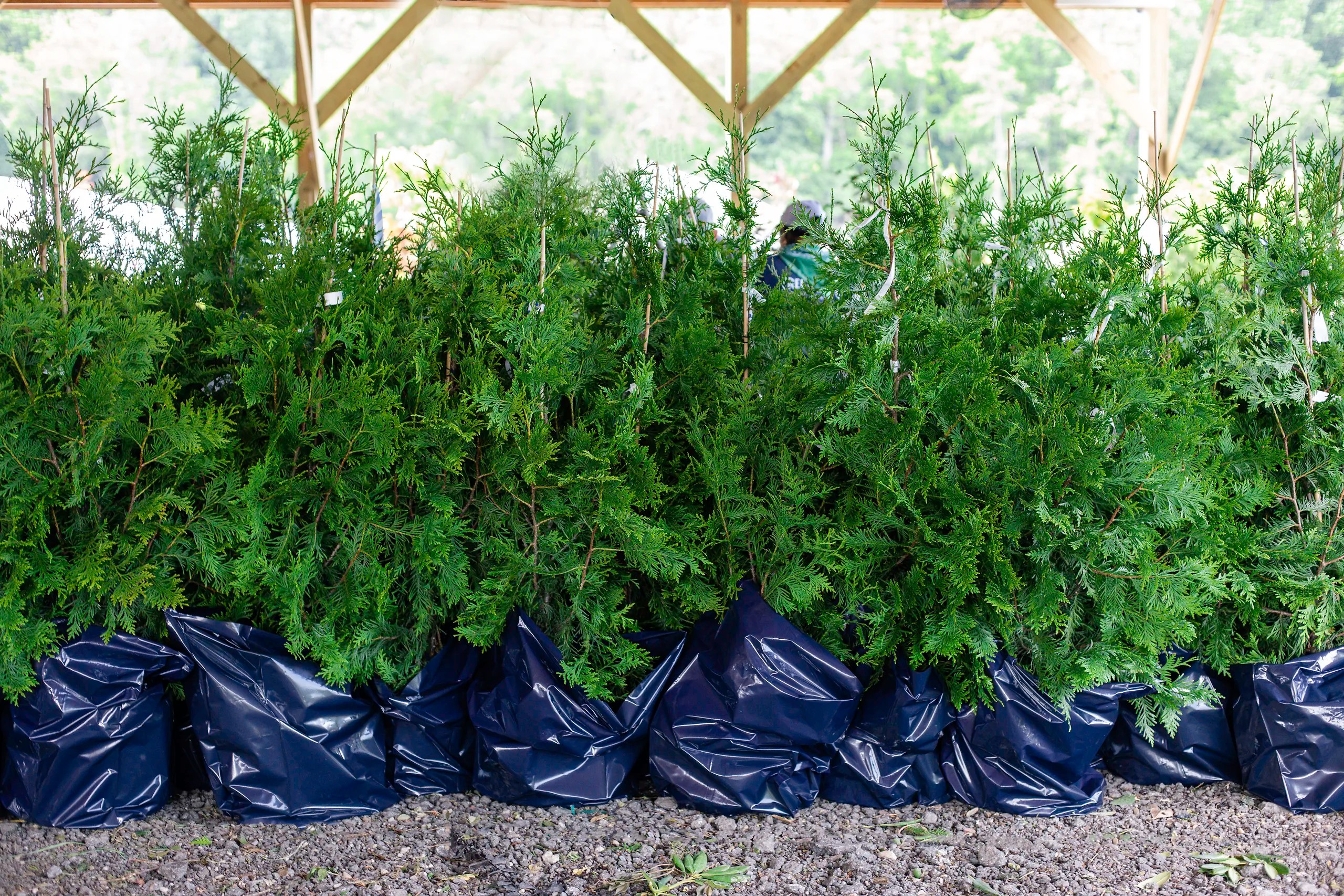 Complete Thuja Green Giant Guide | Planting & Care Tips for Thuja