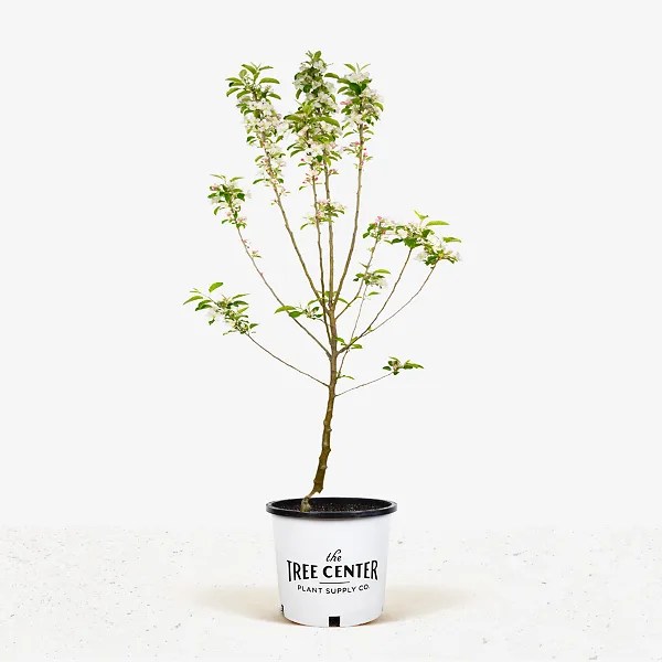 Pink Lady Apple Trees For Sale Online The Tree Center