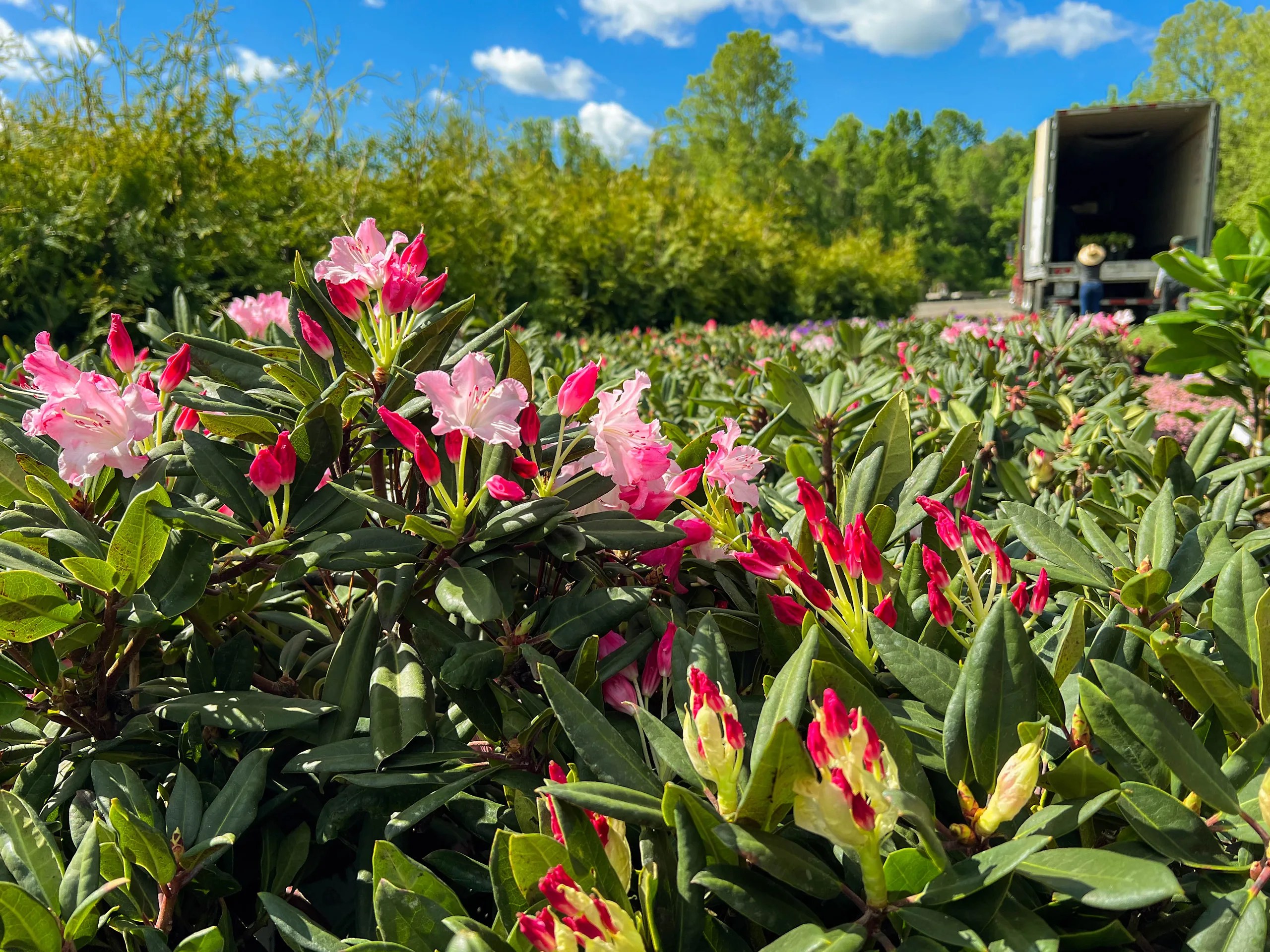 Growing Rhododendrons on Alkaline Soil The Tree Center™