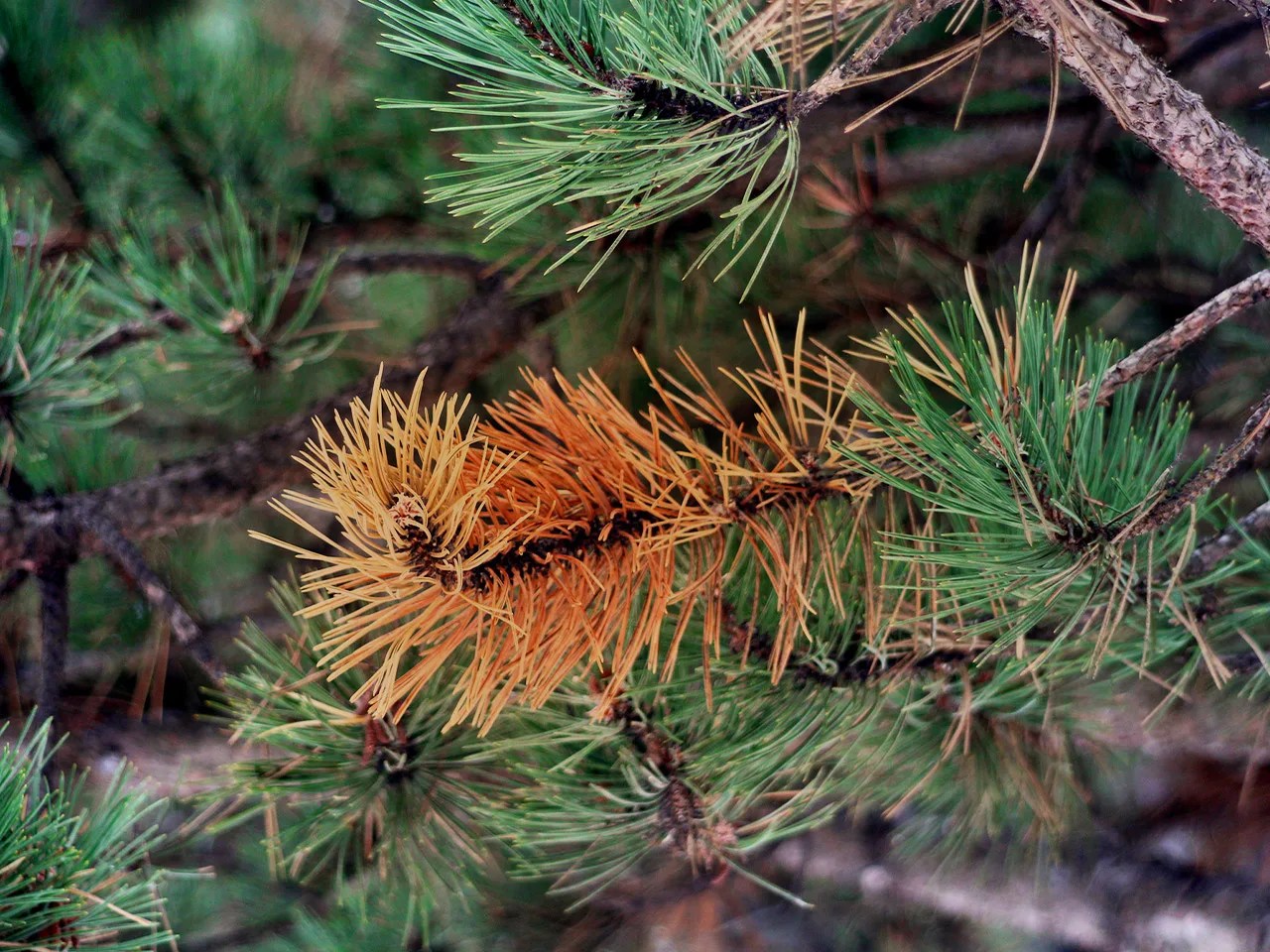 Pine Tree Diseases How to Identify Pine Tree Diseases