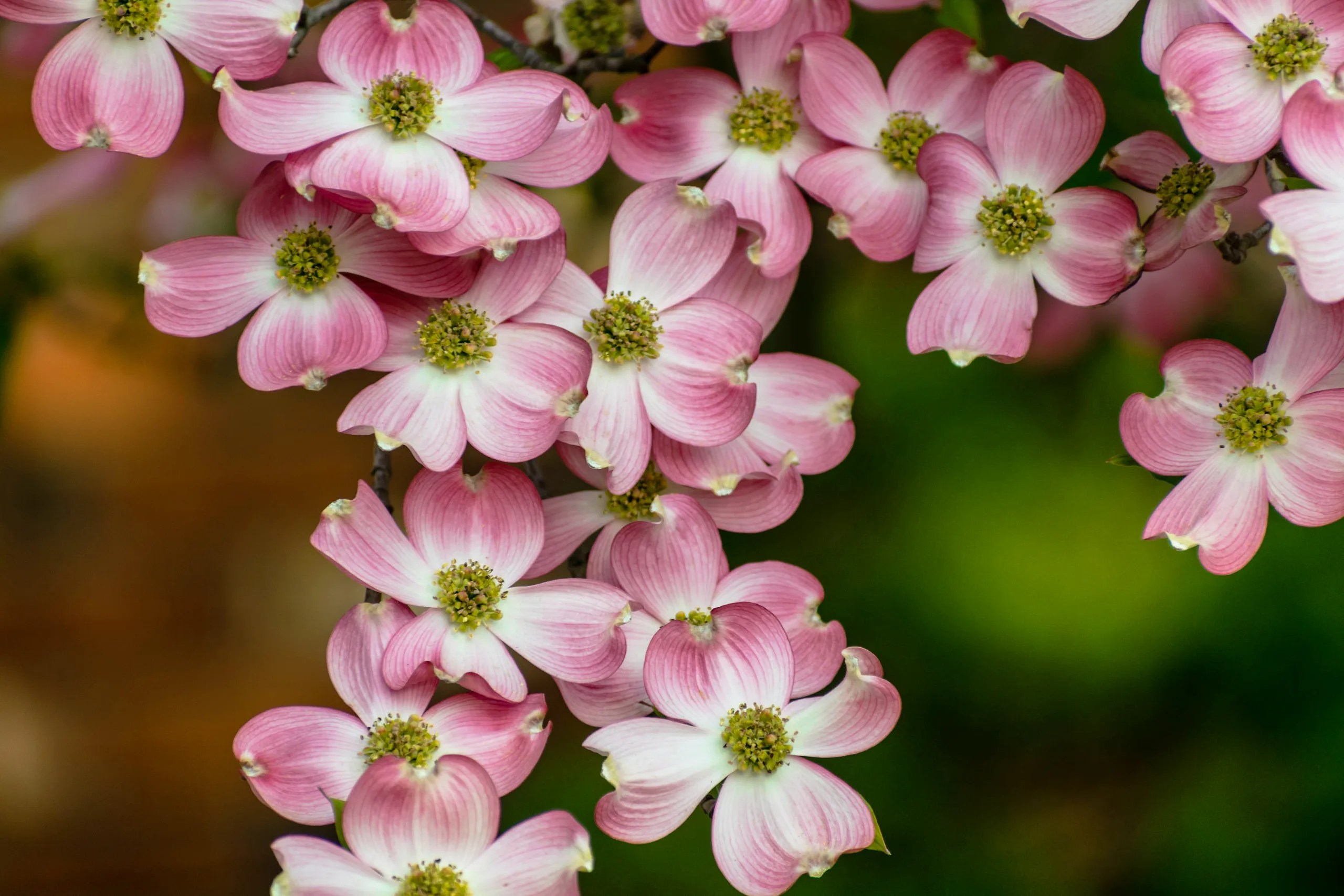 How To Pick The Right Dogwood Tree The Tree Center