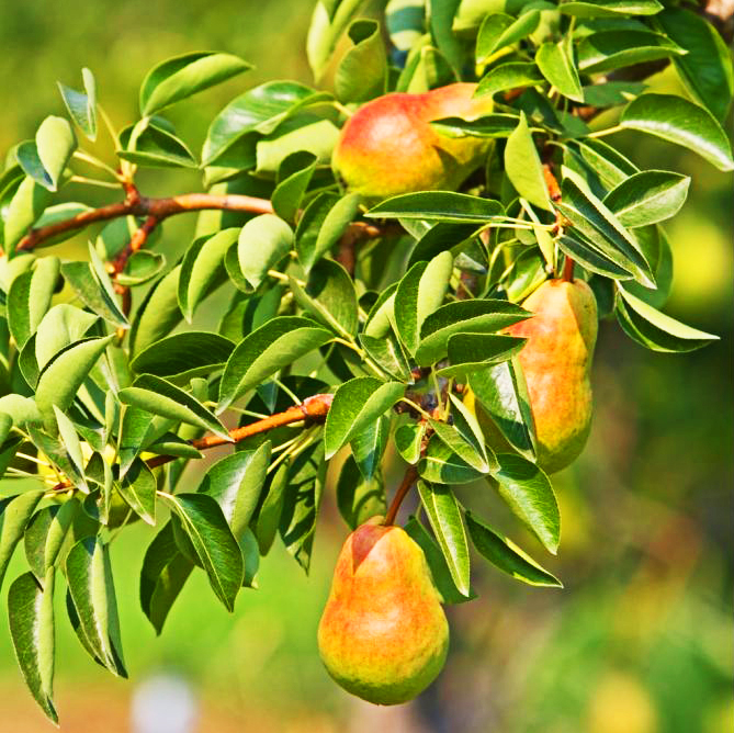 Ayers Pear Tree For Sale Online The Tree Center