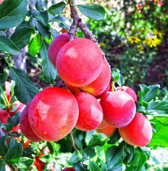 Bruce Plum Tree For Sale Online The Tree Center
