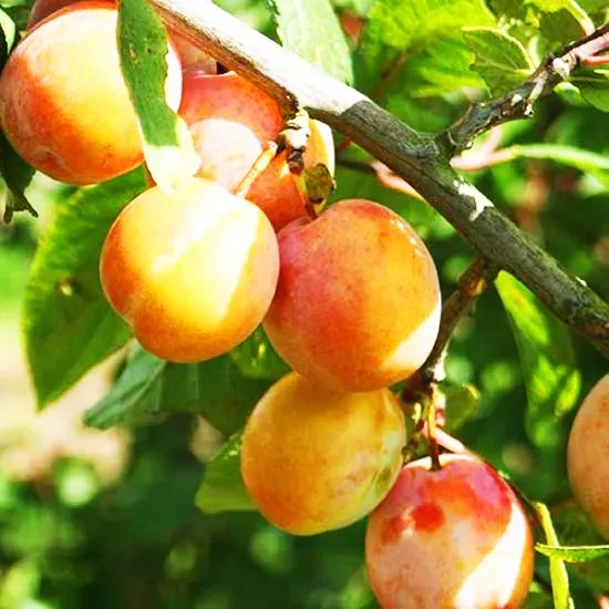 Burbank Plum Tree For Sale Online The Tree Center