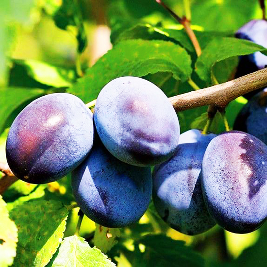 Morris Plum Tree For Sale Online The Tree Center