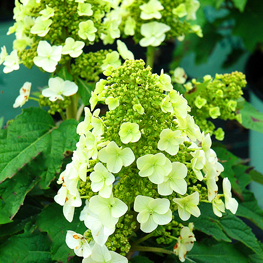 Munchkin Oakleaf Hydrangea For Sale Online The Tree Center
