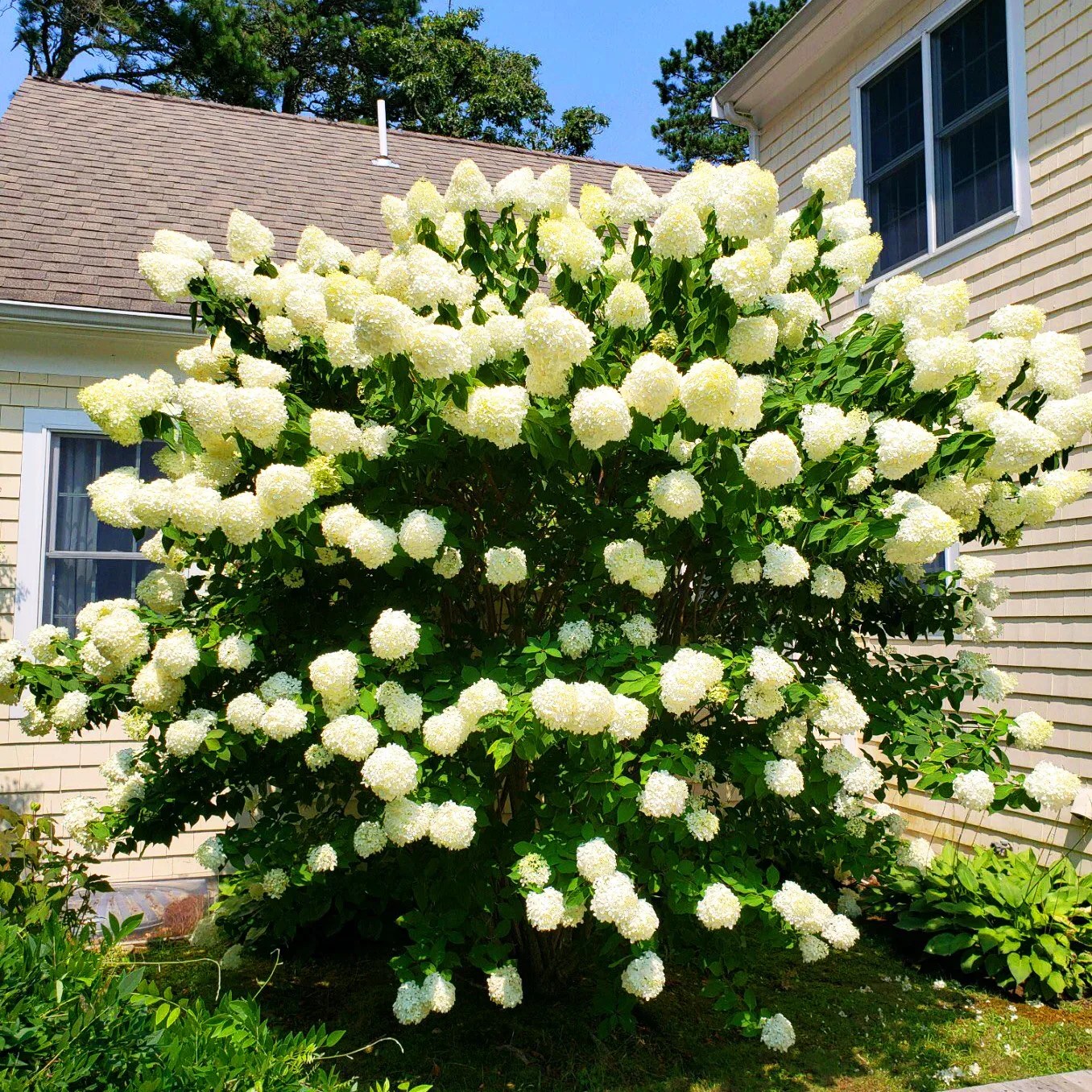 Pee Wee Hydrangea For Sale Online The Tree Center