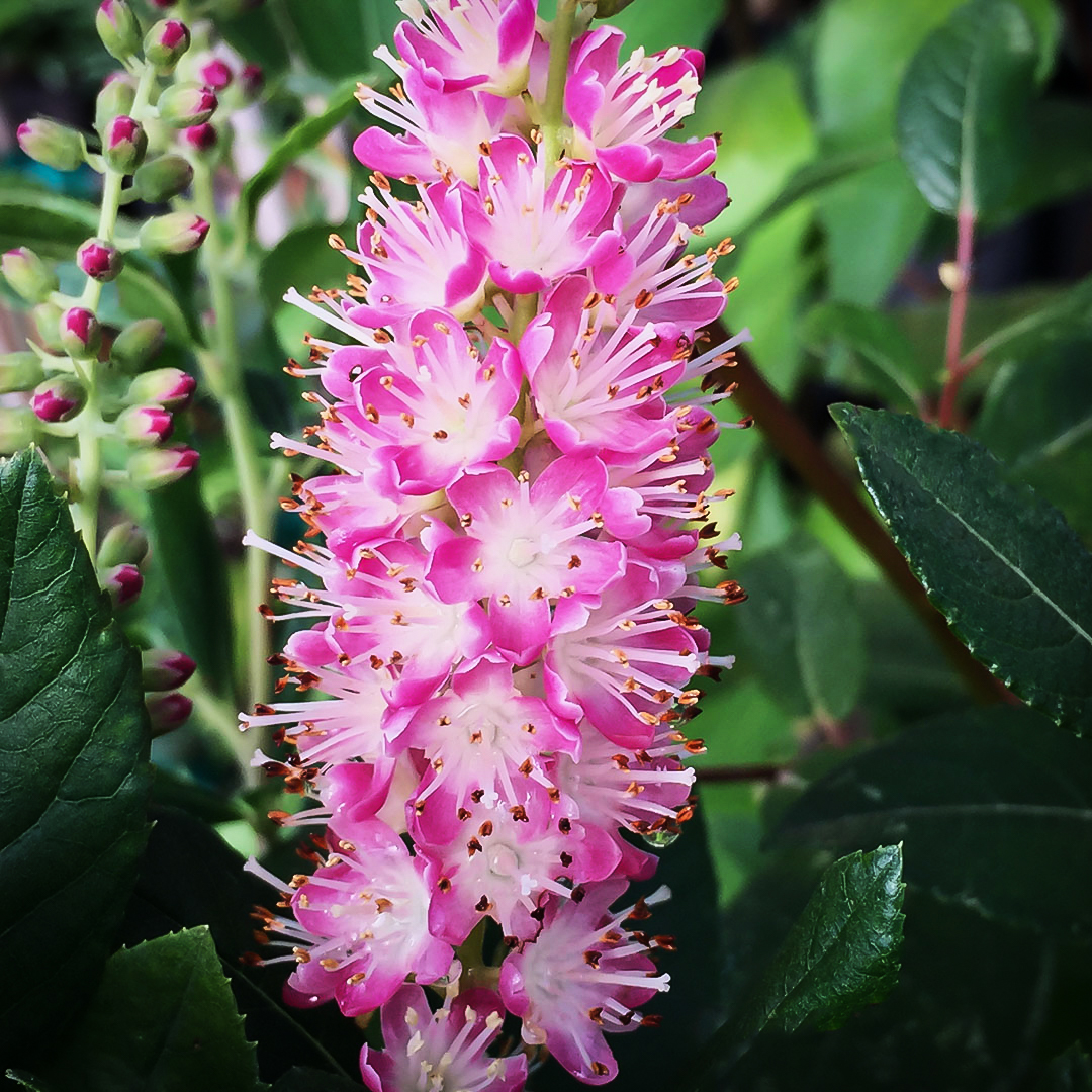 Ruby Spice Summersweet For Sale Online The Tree Center