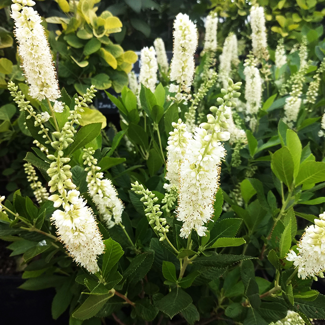 Hummingbird Summersweet For Sale Online The Tree Center