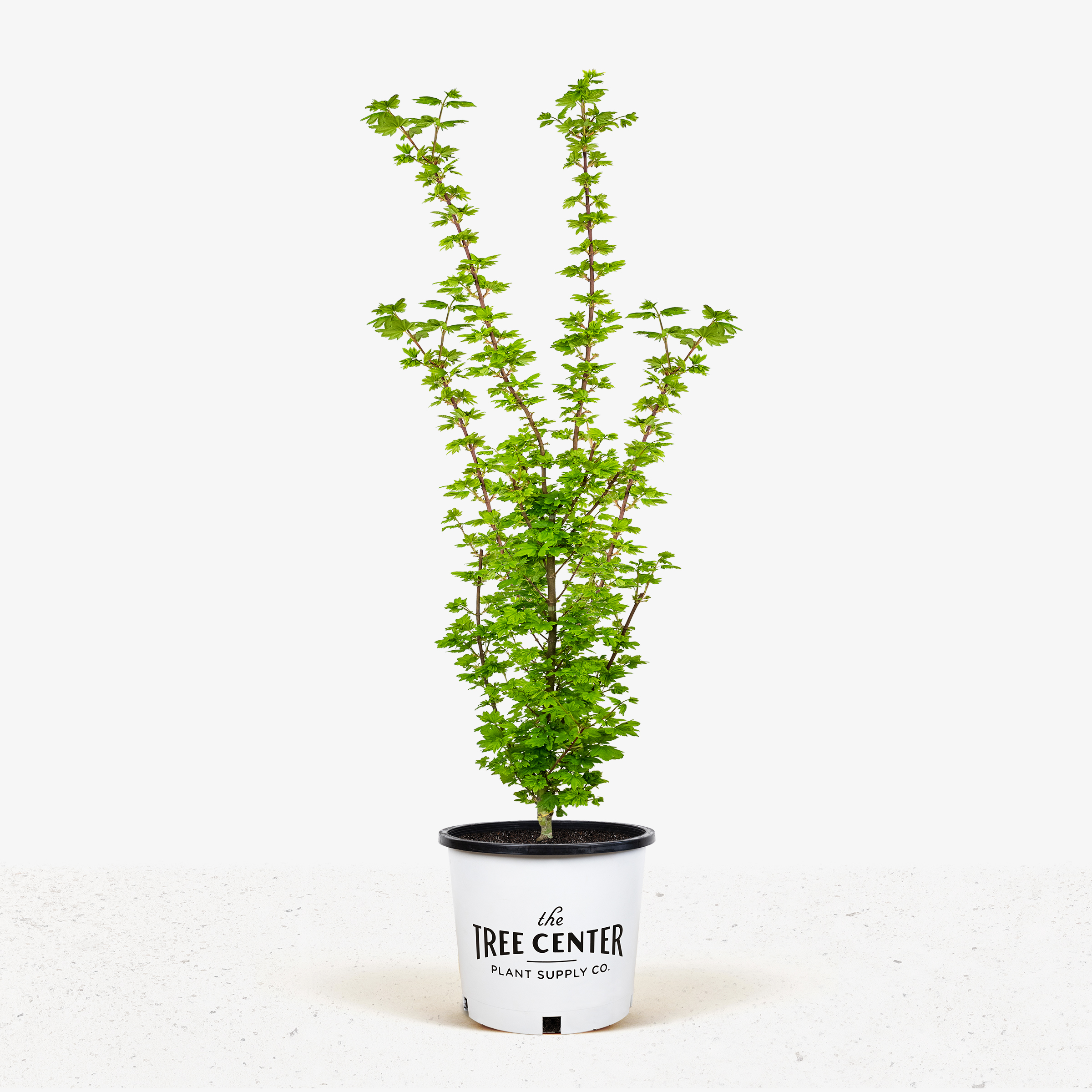 Baby Buttons Vine Maple For Sale Online The Tree Center