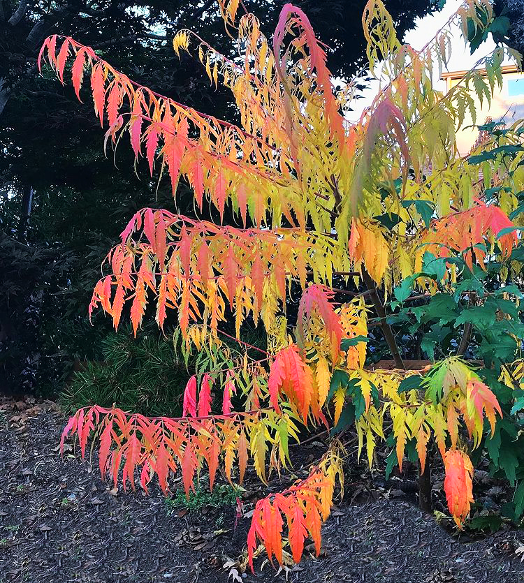 Cutleaf Staghorn Sumac For Sale Online The Tree Center