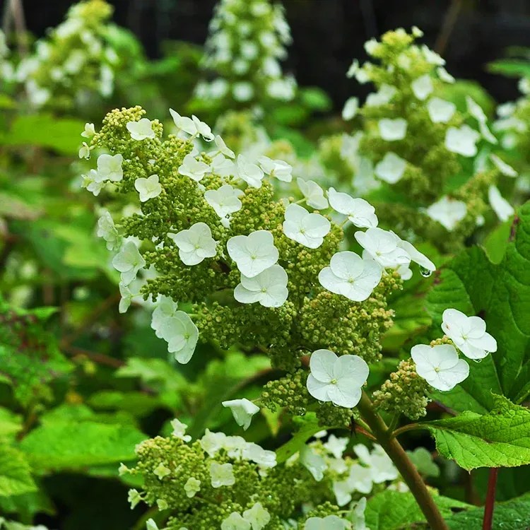 Sike's Dwarf Hydrangea For Sale Online The Tree Center