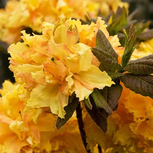 Deetfree Deer Resistant Azaleas For Your Garden everythinggetbacktonormal