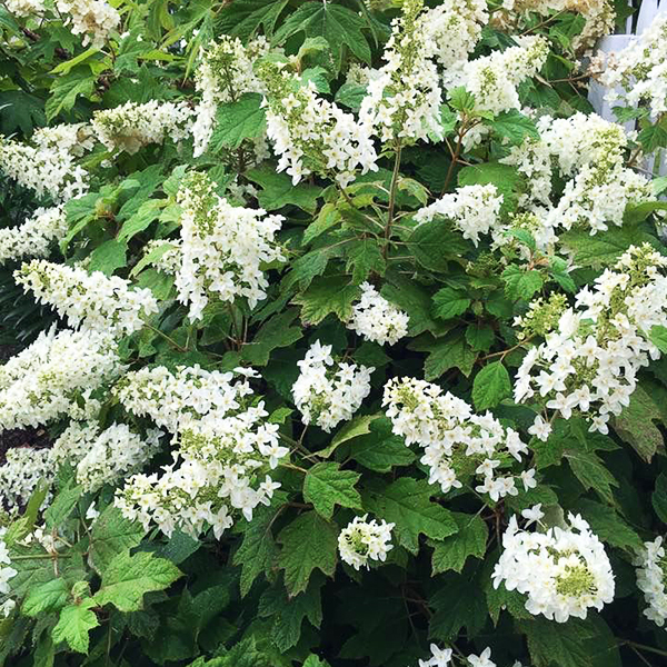 Snowflake Oakleaf Hydrangea For Sale Online The Tree Center