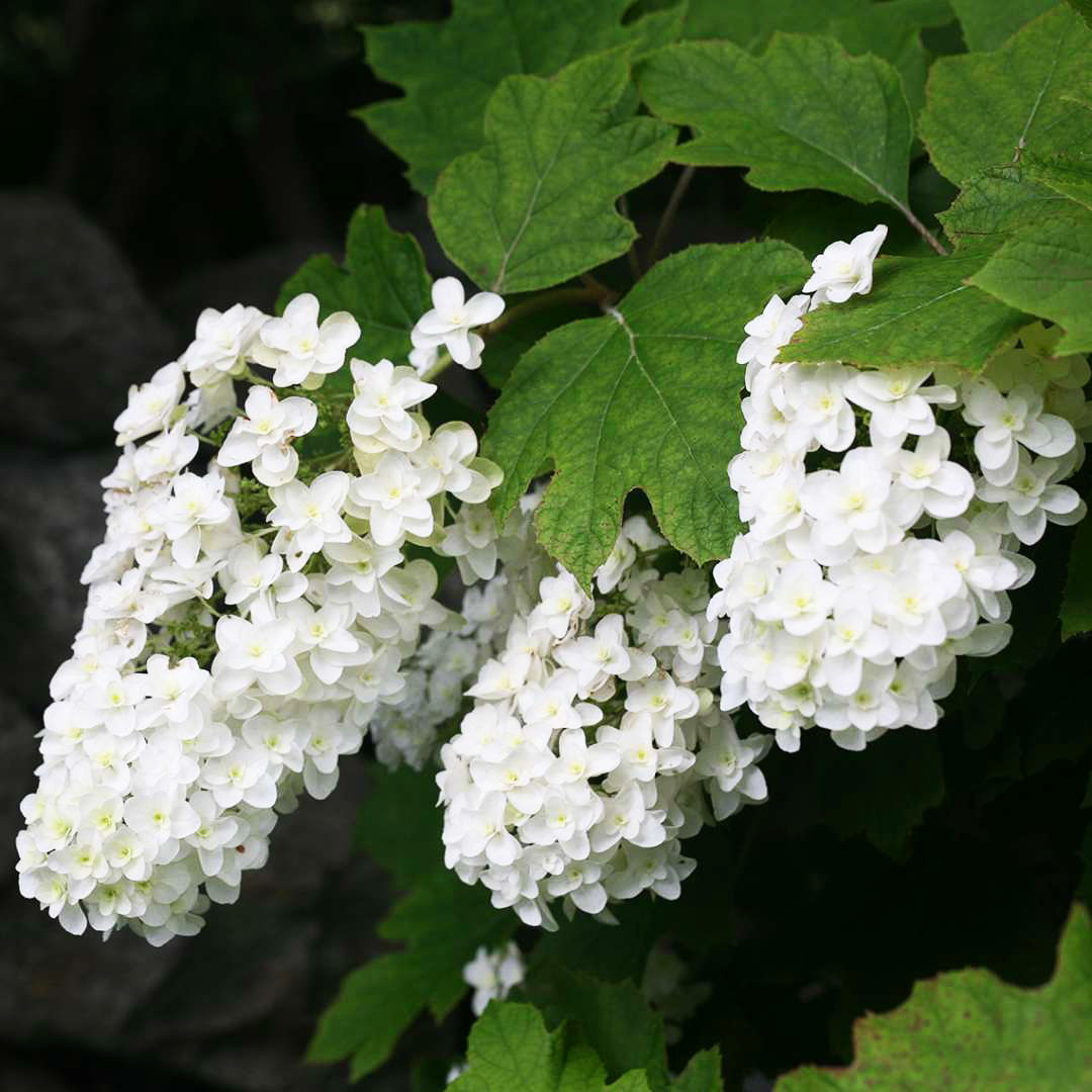 Snowflake Oakleaf Hydrangea For Sale Online The Tree Center