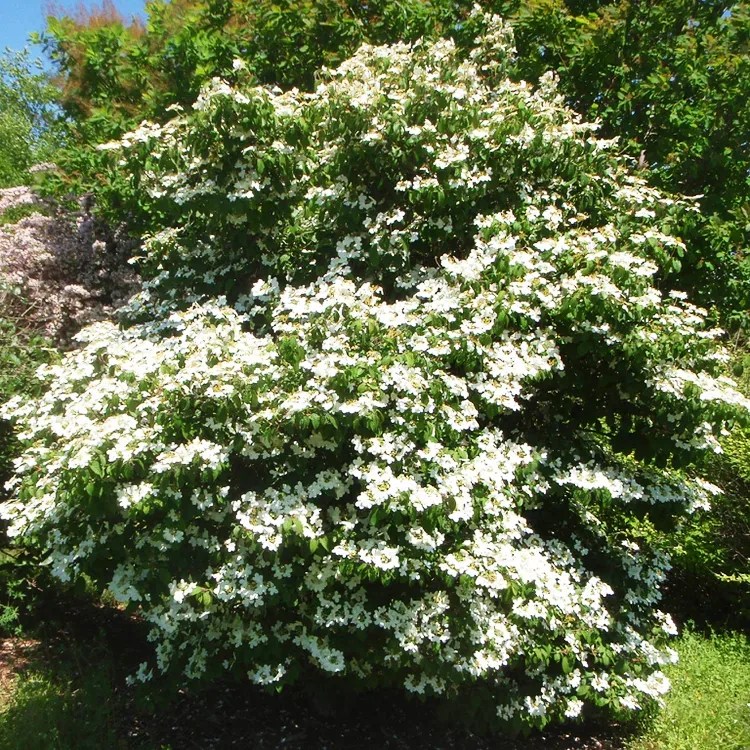 Summer Snowflake Viburnum For Sale Online The Tree Center