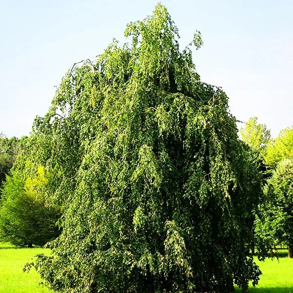 Weeping European Beech For Sale Online | The Tree Center