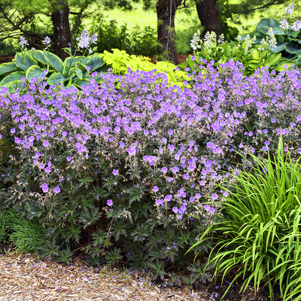 Boom Chocolatta Hardy Geranium For Sale Online The Tree Center