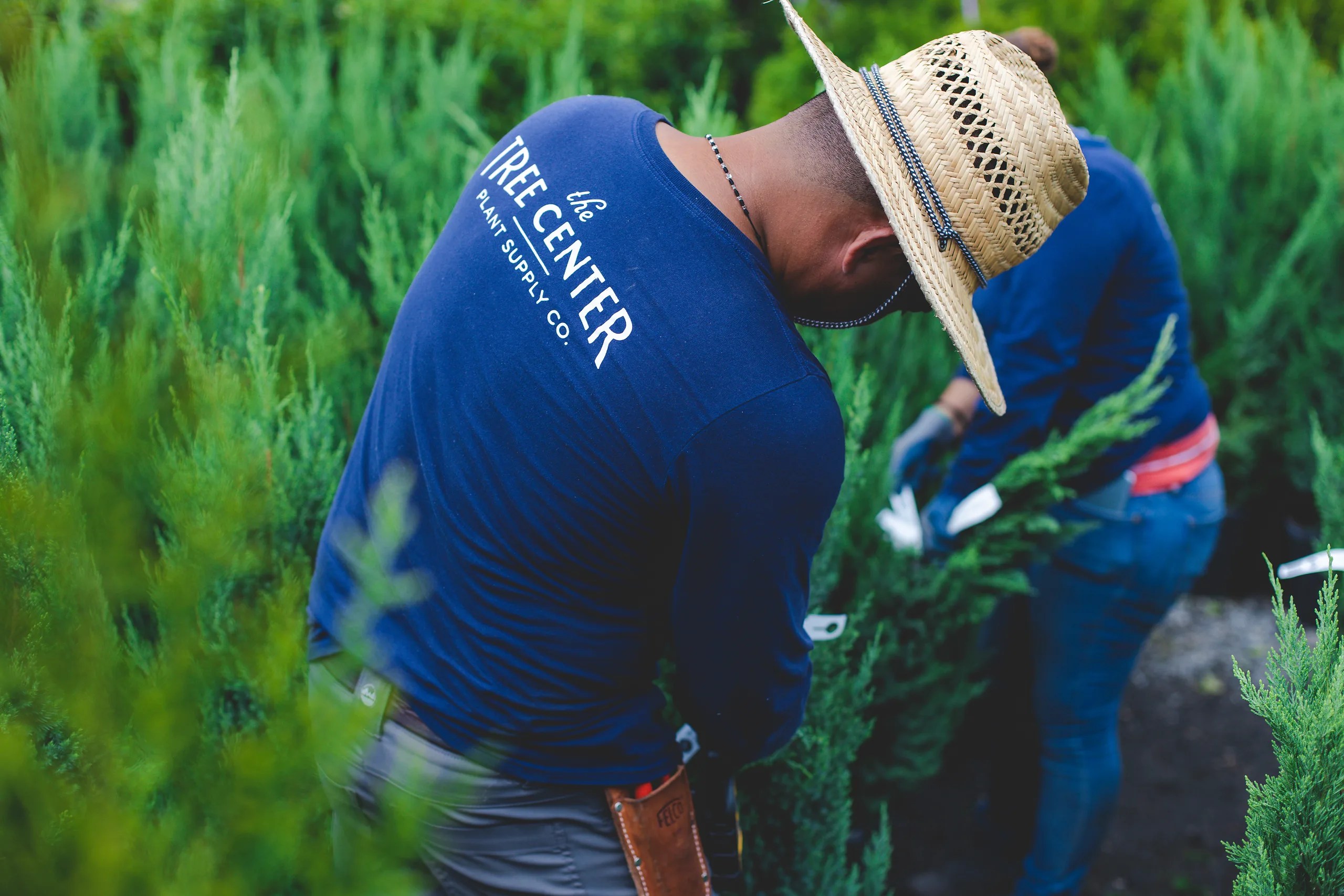 Plant Trees for the Future Here’s How to Succeed The Tree Center™