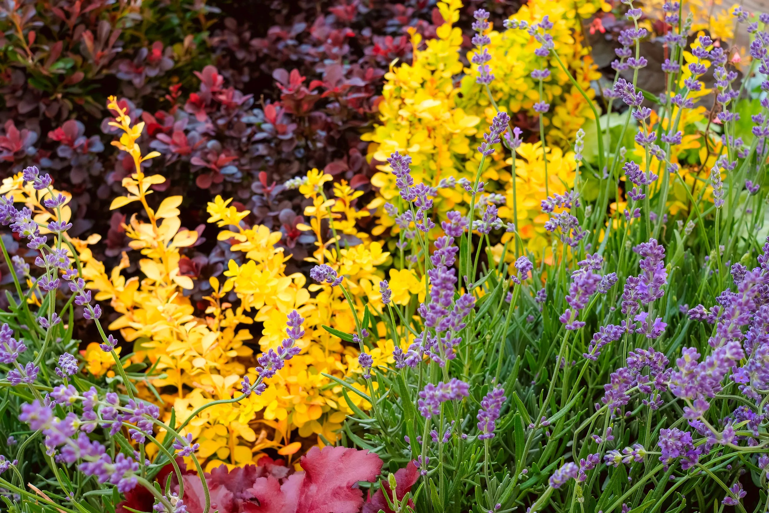 my new garden won't grow; plants not growing; garden looking bad