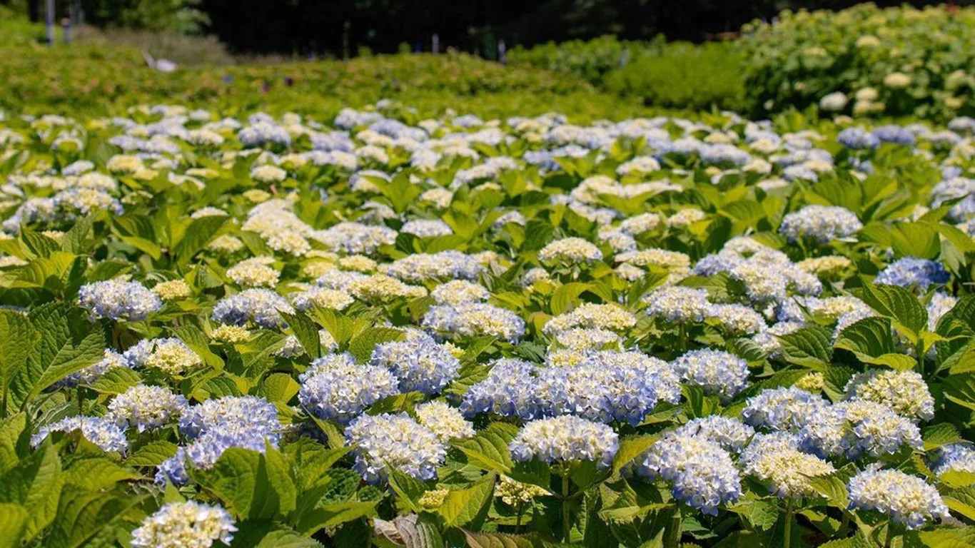 Best Hydrangeas For Shade The Tree Center
