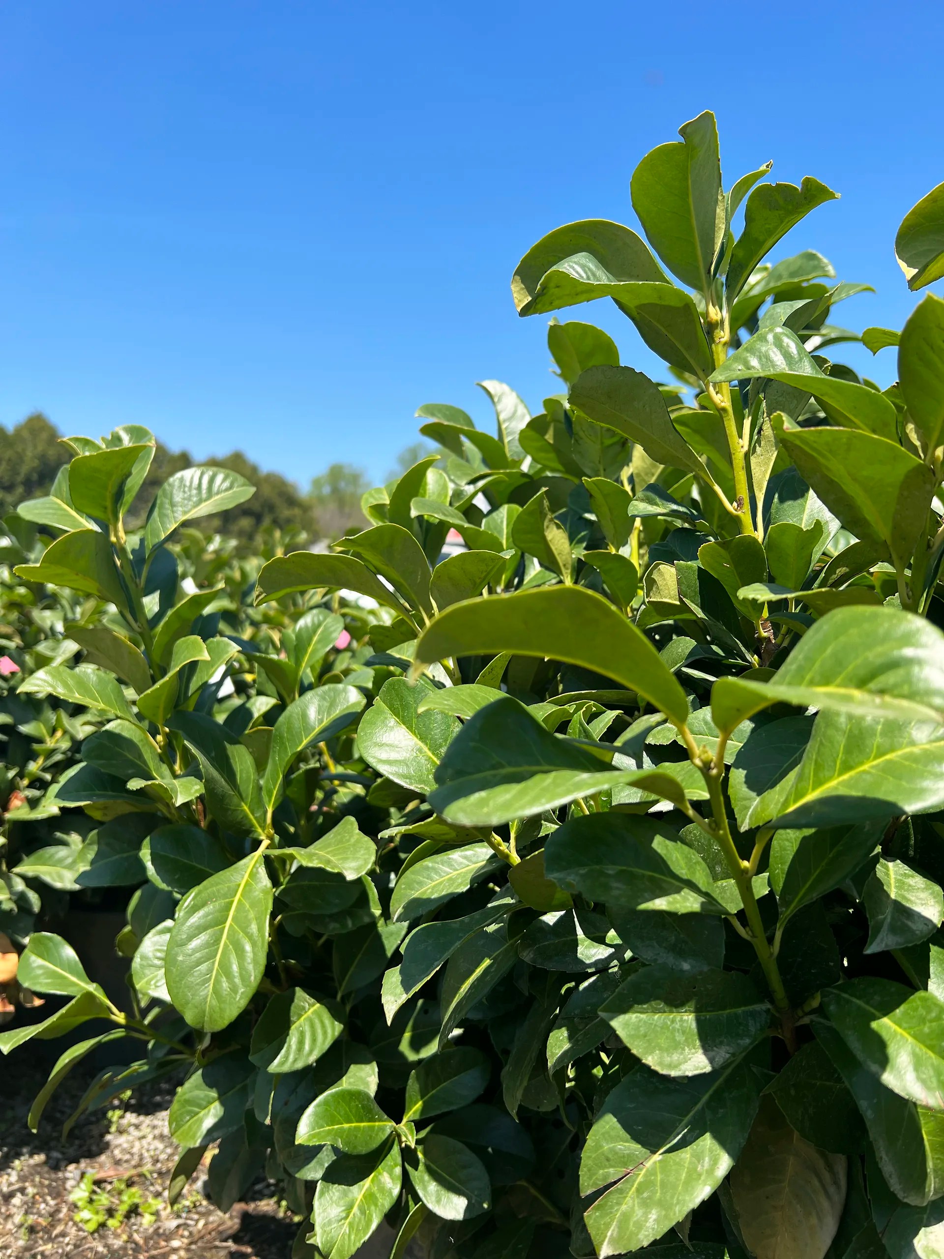 Etna English Laurel For Sale Online The Tree Center