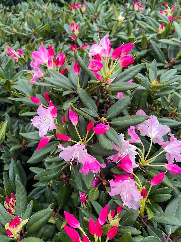 Dandy Man Color Wheel® Rhododendron For Sale Online The Tree Center
