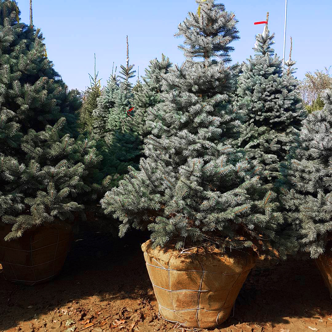 Baby Blue Eyes Spruce Trees For Sale Online The Tree Center