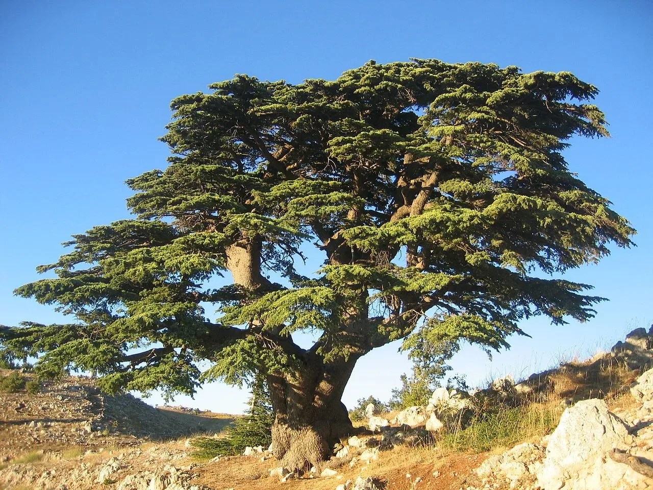 Why are So Many Trees Called ‘Cedar’? The Tree Center™