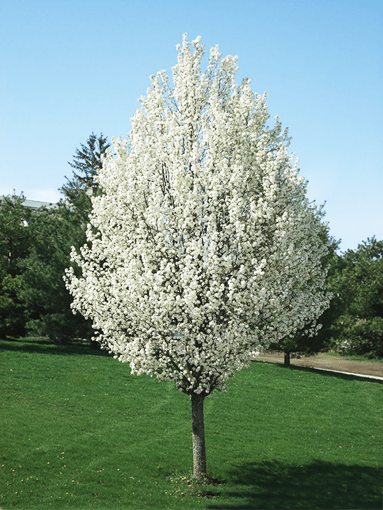 Chanticleer® Pear Tree The Tree Center