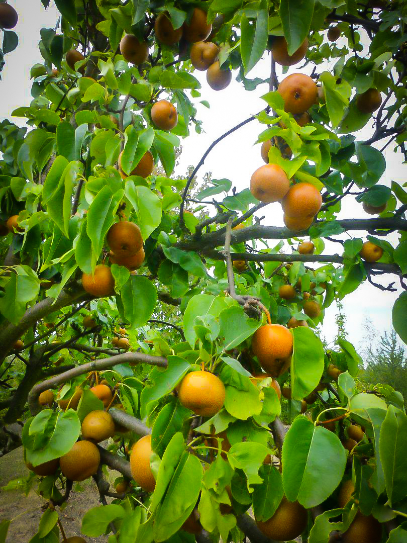 Chojuro Asian Pear Trees For Sale Online The Tree Center