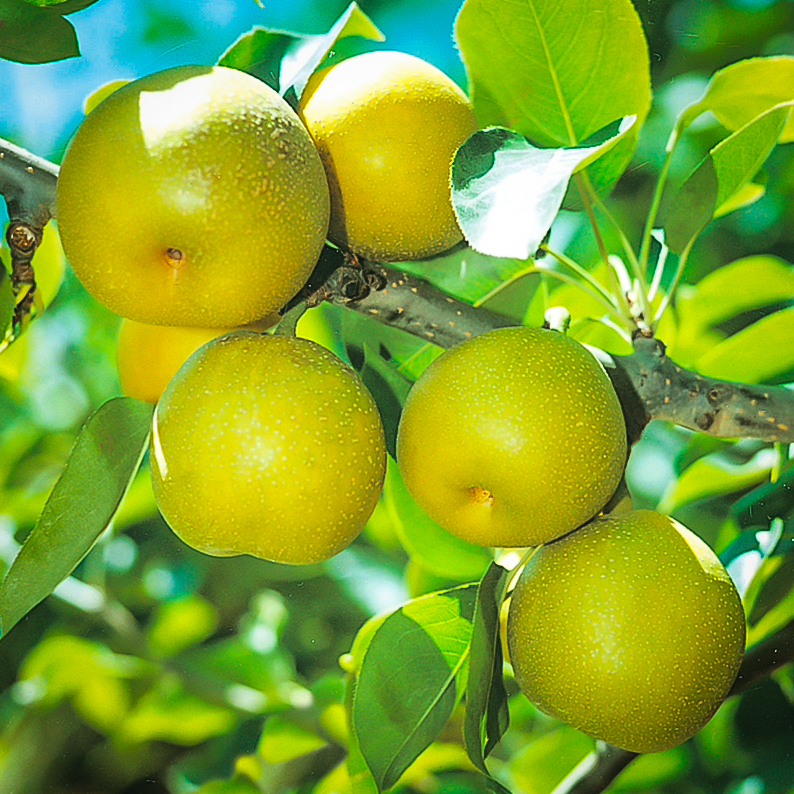 Chojuro Asian Pear Trees For Sale Online The Tree Center
