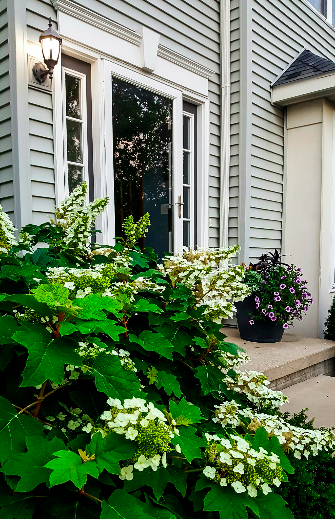 Alice Oakleaf Hydrangeas For Sale Online The Tree Center