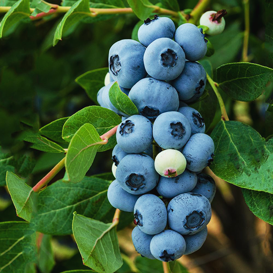 Legacy Blueberry For Sale The Tree Center