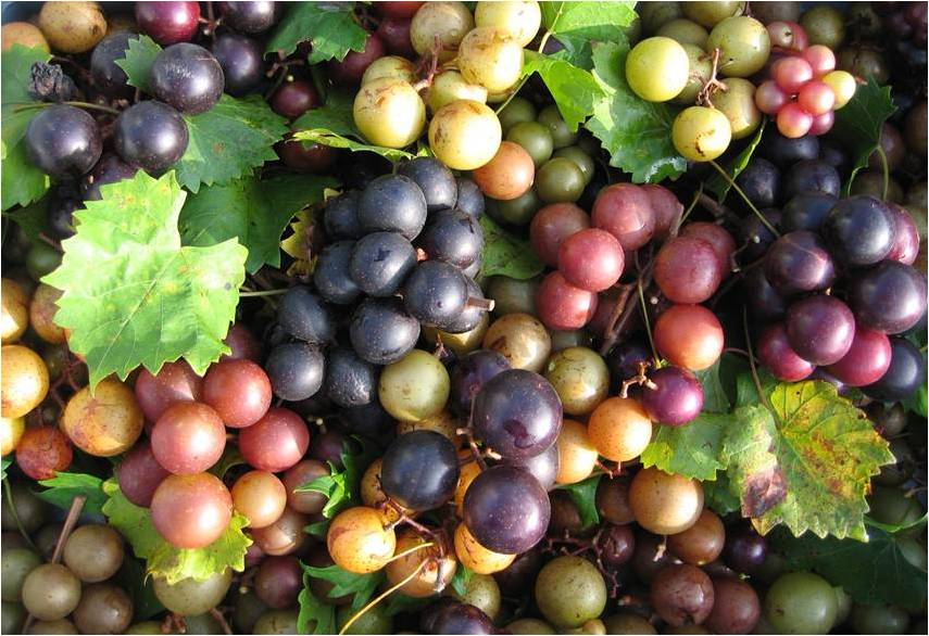 Grow Muscadine Grapes the Best Grapes You Will Ever Taste The Tree
