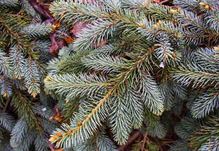 Choosing Spruce Trees Select the Best Spruce Tree to Plant
