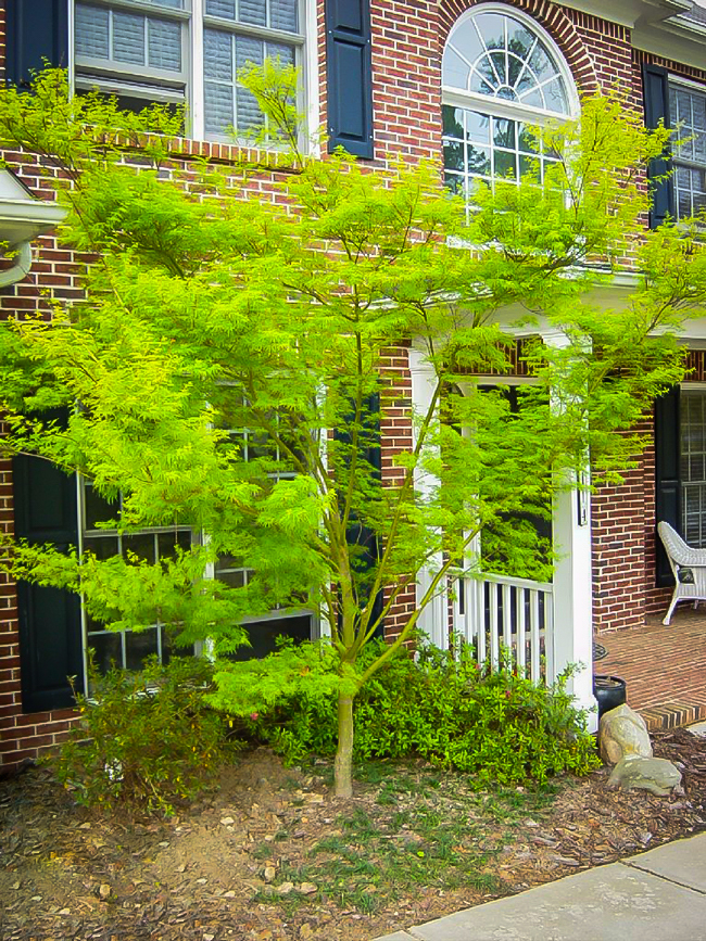 Seiryu Japanese Maple Trees For Sale The Tree Center
