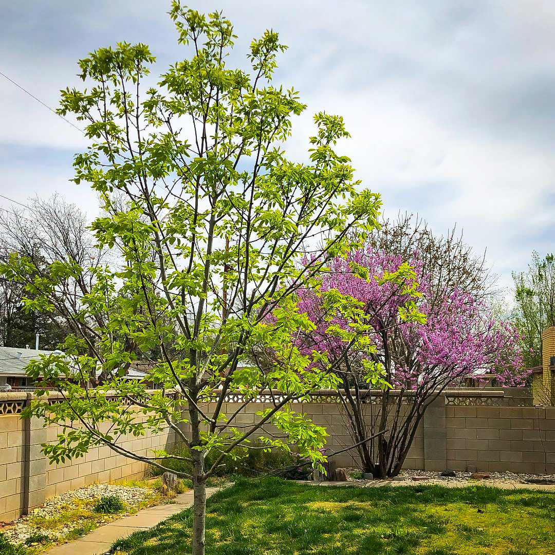 texas ash tree for sale Kizzie Raley