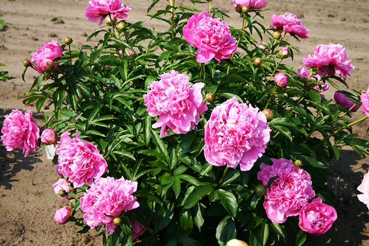 Alexander Fleming Peony For Sale Online The Tree Center