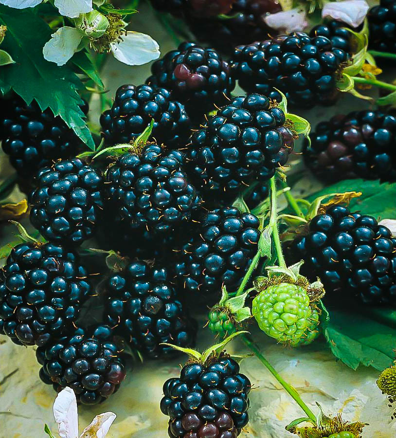 Apache Thornless Blackberry Bushes For Sale The Tree Center